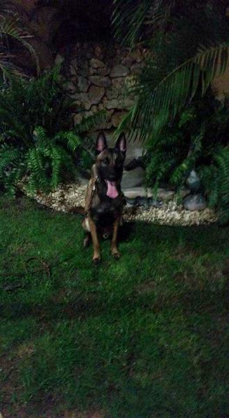 JS DANTE DE MUTAMARO DEL VALLE DE COAMO | Belgian Malinois 