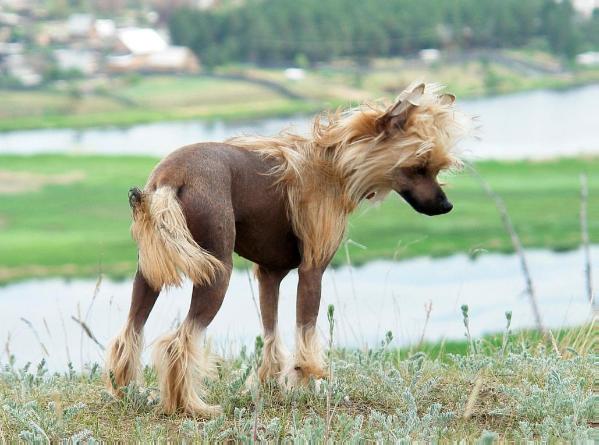 Zholesk Early Dew | Chinese Crested 