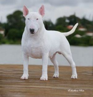 POTENCIA DO BULL CAPITAO AMERICA | Bull Terrier 