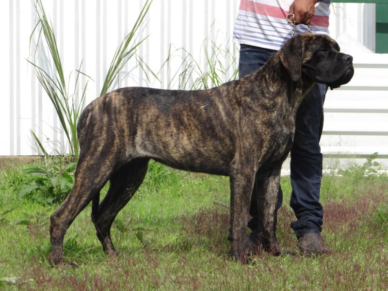 ARIA (SOLIS) | Mastiff 