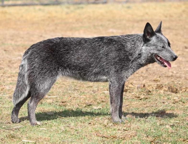 KW Farms Silver Bells | Australian Cattle Dog 