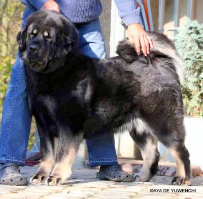 Aya de Yuwenchi | Tibetan Mastiff 