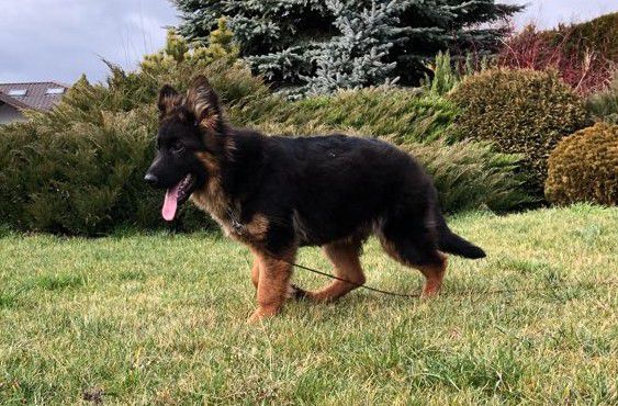 ARIS ROB-KRUAN | German Shepherd Dog 