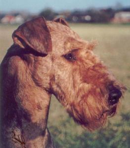 Royal dutch of malton | Airedale Terrier 