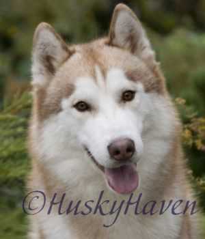 TRILLIUM BLUE'S FIRESTARTER | Siberian Husky 