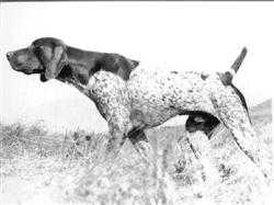 Erdenreich's Marz Marsh | German Shorthaired Pointer 