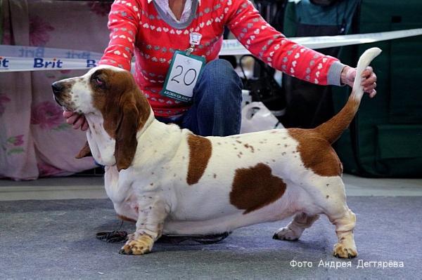 Ammi Moscu Viva Bonita | Basset Hound 