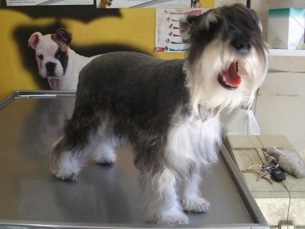 Richlene's Secretariat | Miniature Schnauzer 