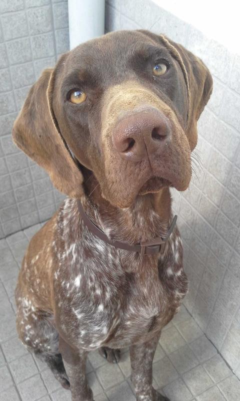 Arya | German Shorthaired Pointer 