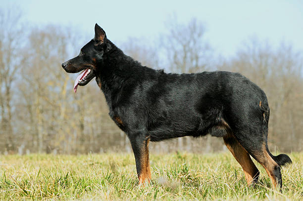 Beauceron