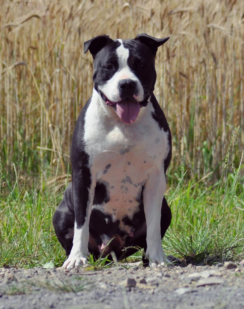 FOREVER BOY'KA z Samotni Christa | American Staffordshire Terrier 