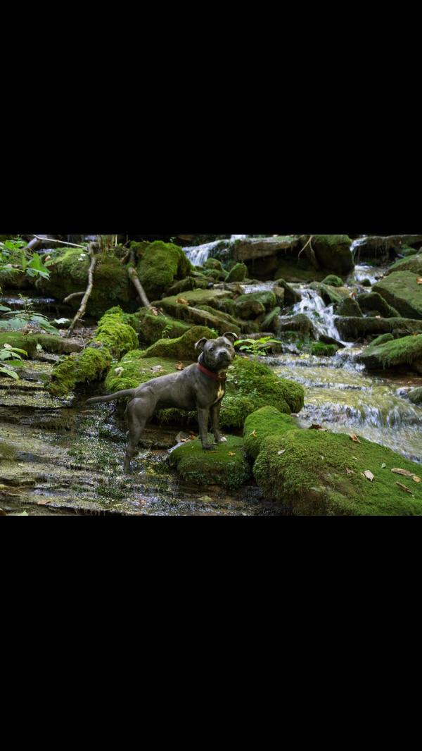 Cyclone Girl of Hopyard | Staffordshire Bull Terrier 