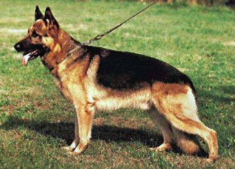 Canto von Arminius | German Shepherd Dog 