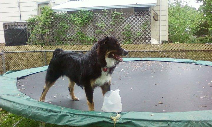 NoBella's Toby Juan Kanobe | Australian Shepherd 