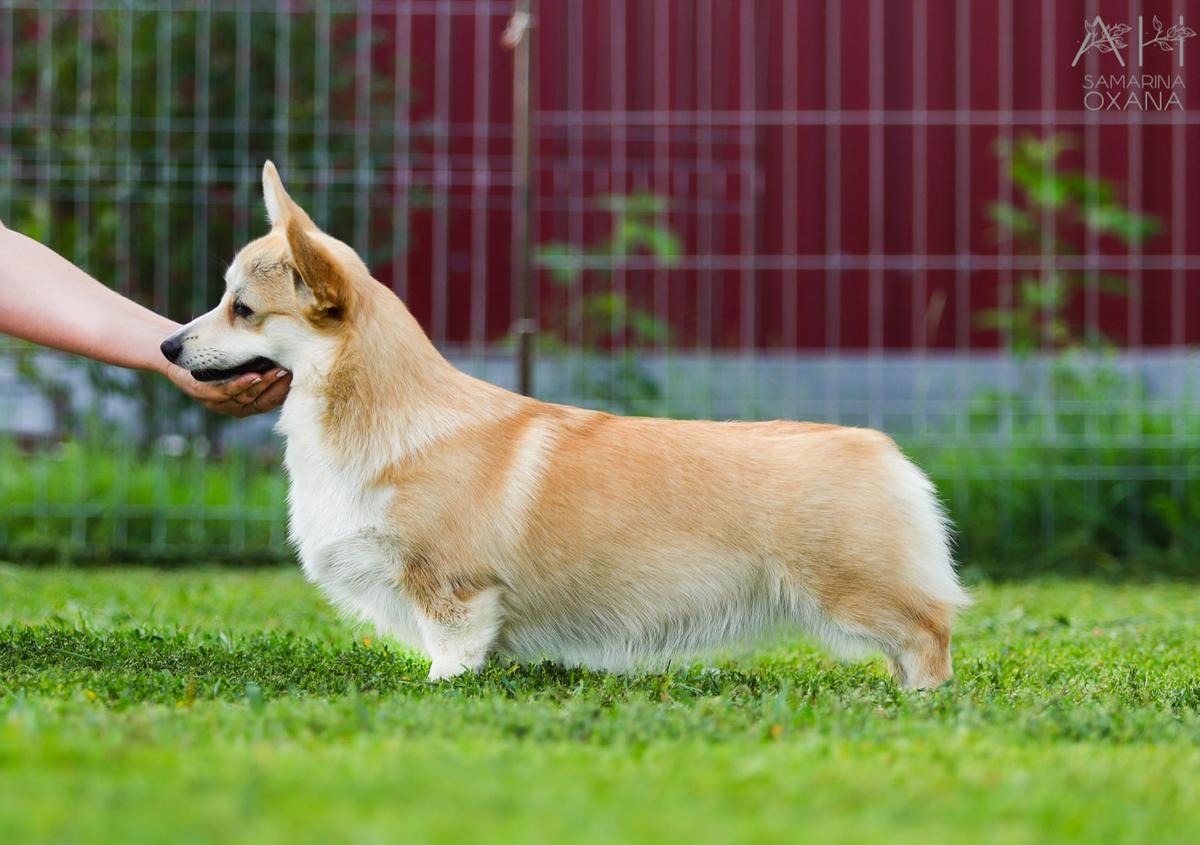 Laif Spring Francheska | Pembroke Welsh Corgi 