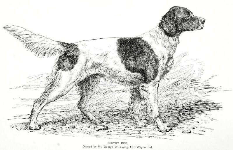 Rowdy Rod (Mr. George W. Ewing's Fort Wayne Ind.) | English Setter 