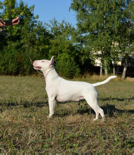 STAFF-EXCORT OSLEPITELNAYA BLONDINKA | Miniature Bull Terrier 