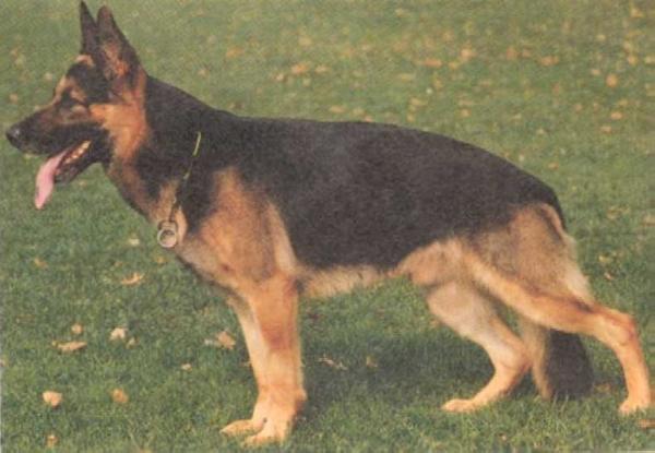 Max von Batu | German Shepherd Dog 