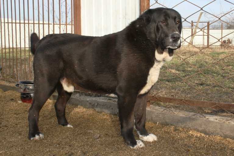 Landlain Forsazh | Central Asian Shepherd Dog 