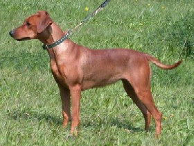 XANTHI vom Awarenring | German Pinscher 