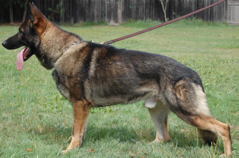 Hyll z Jurschtavu | German Shepherd Dog 