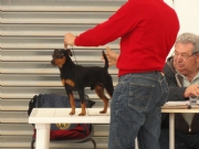 Ottavio dell' Antica Sibari | Miniature Pinscher 