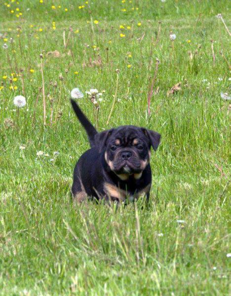 Catobulls Mr. Cato | Olde English Bulldogge 