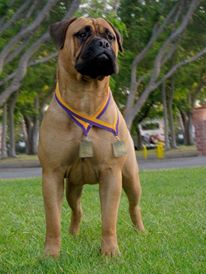 Bullstock'N Garroways Nikita | Bullmastiff 