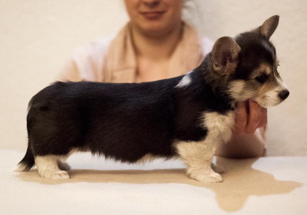 EX-CLUSIVE'N'BLACK Dellbenq | Pembroke Welsh Corgi 