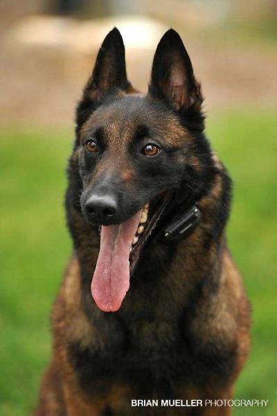 BLACKHAWK'S Smooth Criminal | Belgian Malinois 