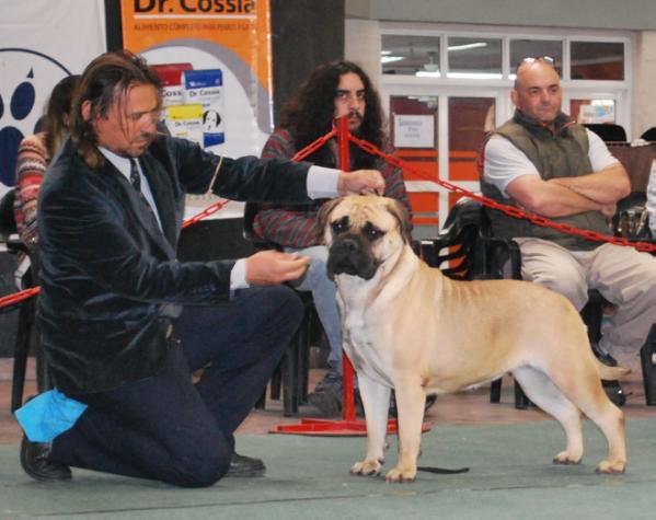 Abou Jaria Frida | Bullmastiff 