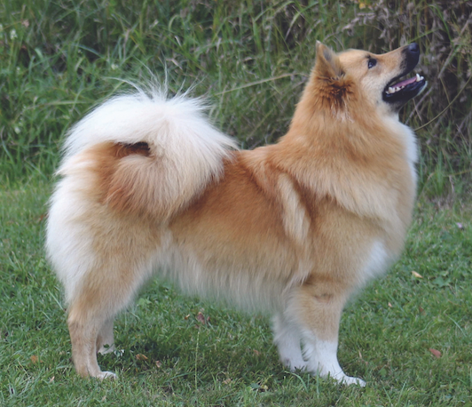 Stefsstells Paradís | Icelandic Sheepdog 