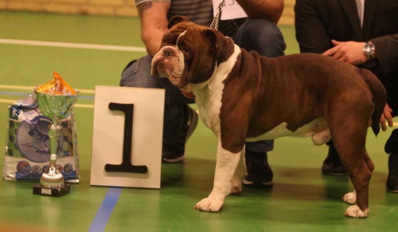 Ostergaard's Don Domingo | Olde English Bulldogge 