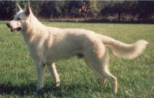 Shadowvalley's Loftboy of USA | White Swiss Shepherd Dog 