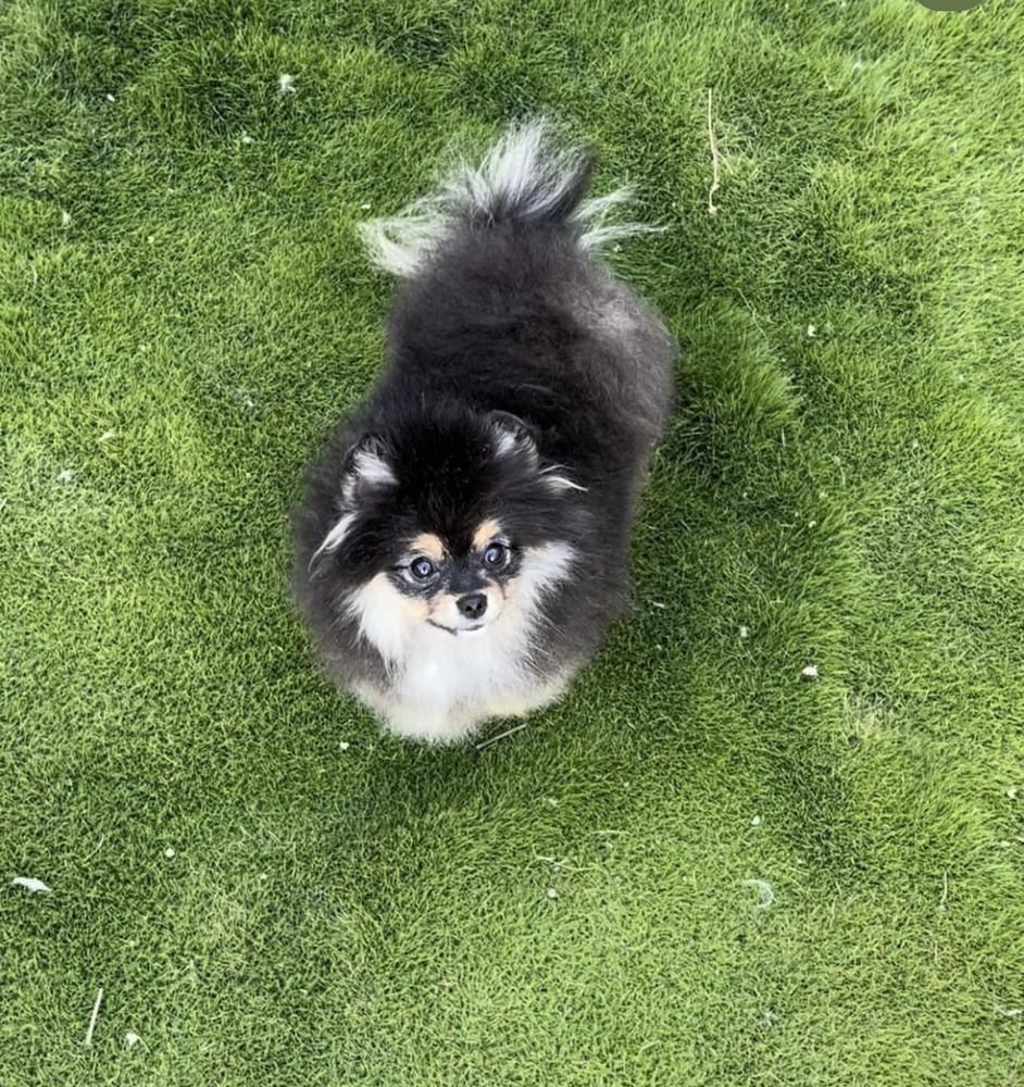 KUMA (ISIDRO) | Pomeranian 