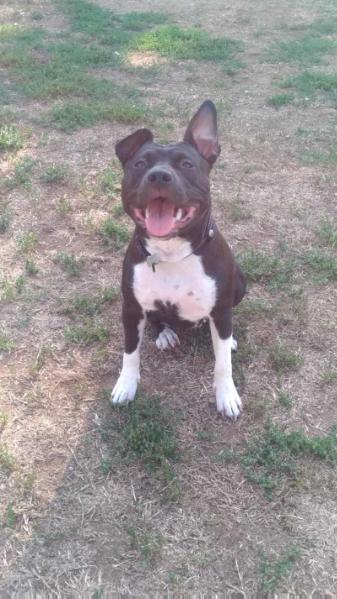 Zonda | American Staffordshire Terrier 