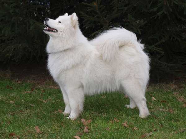 ANTARCTIC BEAUTY O’MARK Virta Valo | Samoyed 