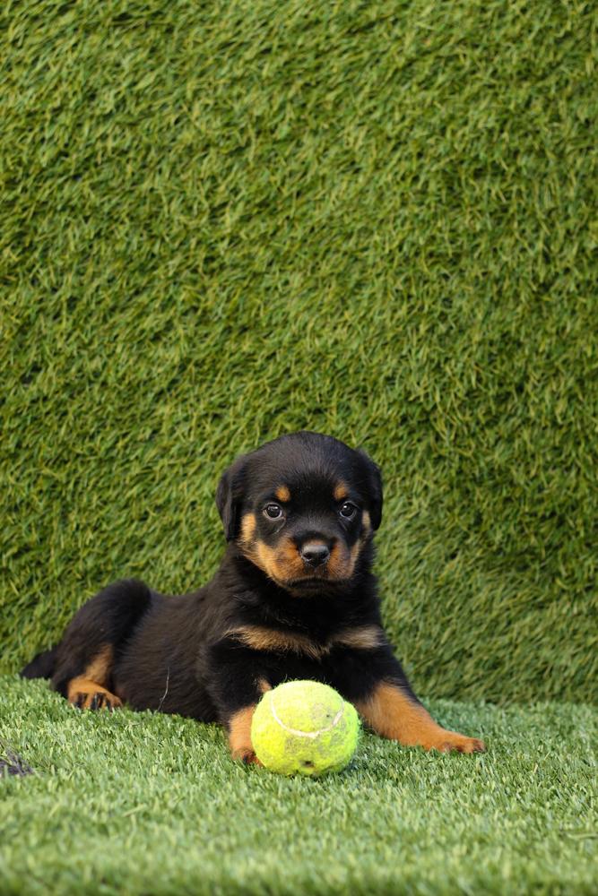 Estocolmo vom Gamez | Rottweiler 