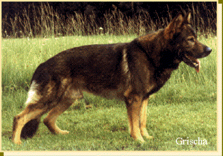 Grischa vom Schwarzen Milan | German Shepherd Dog 