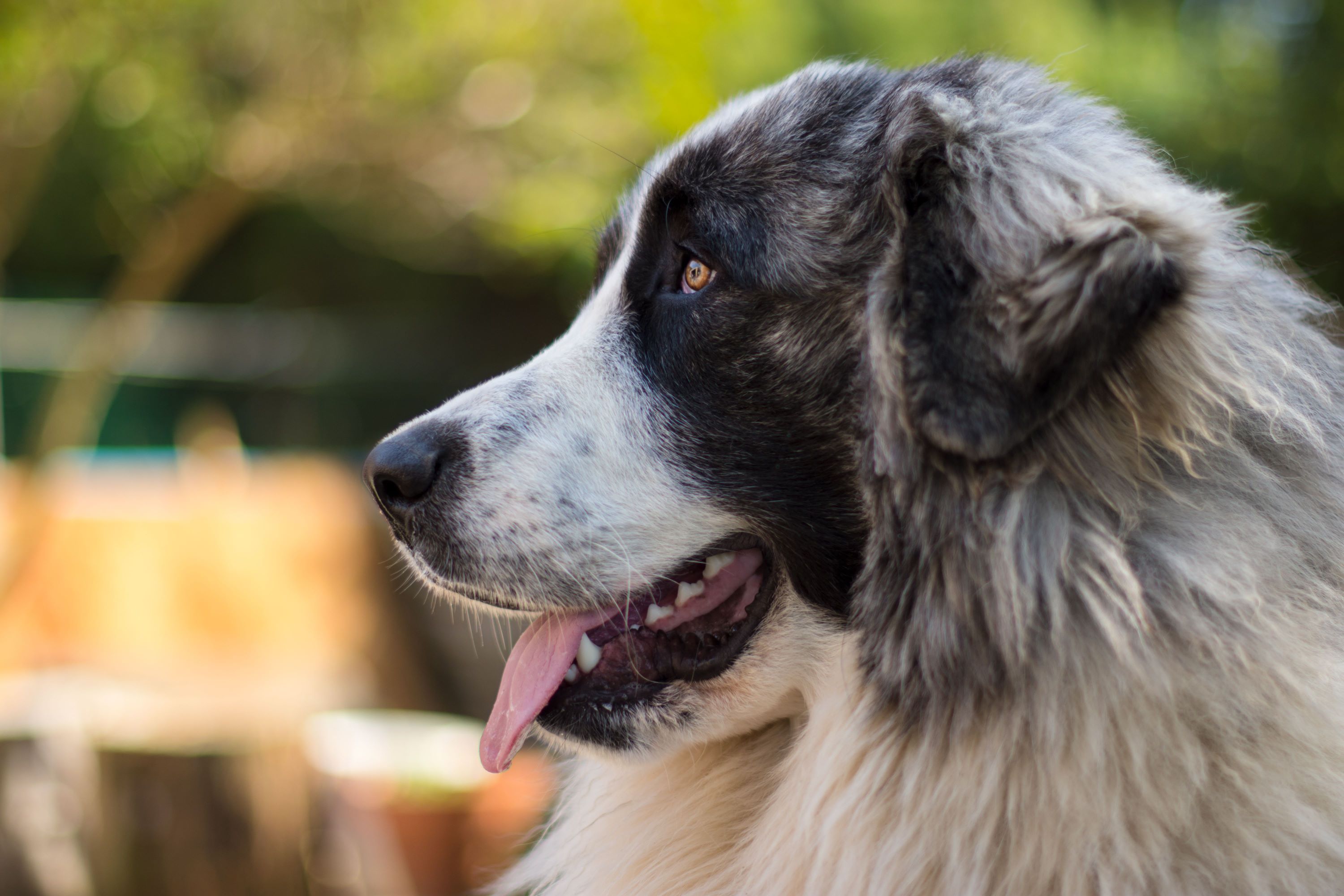 Pyrenean Mastiff