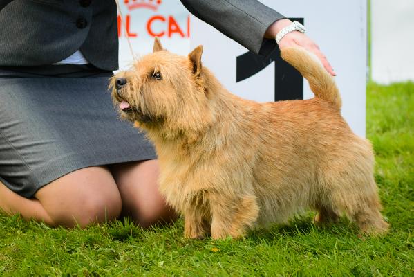 Easy Dalido | Norwich Terrier 