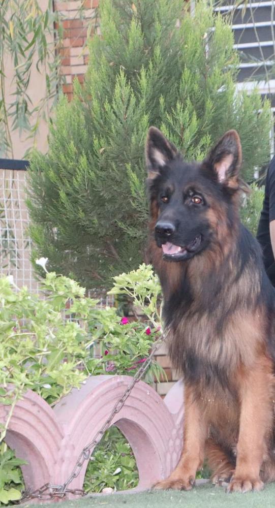 David von kermangsd | German Shepherd Dog 