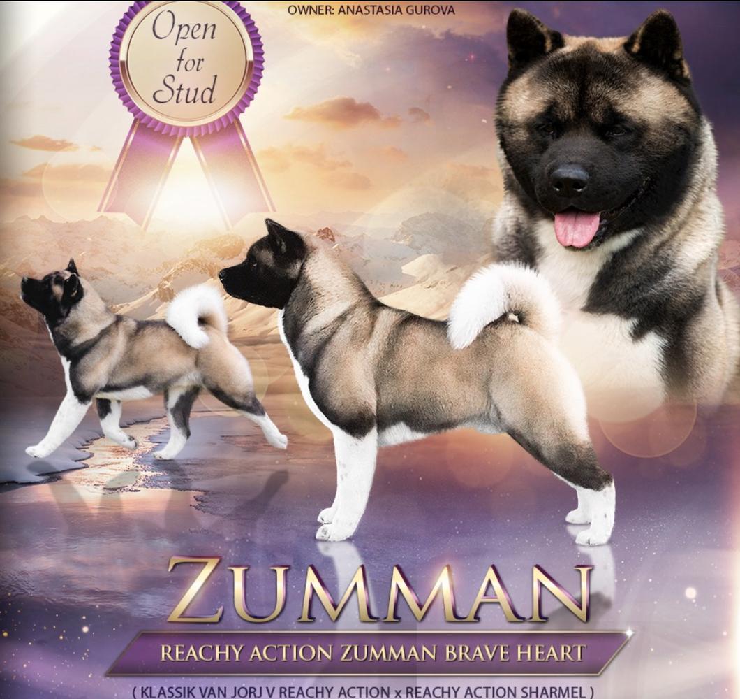 Reachy Action Zumman Brave Heart | Akita 