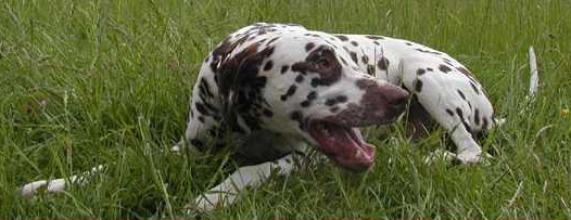 Ivor vom Benrader Feld | Dalmatian 