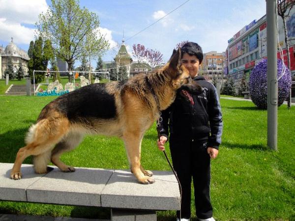 Cichita | German Shepherd Dog 