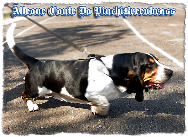 Alleone Conte Da Vinci Breenbrass | Basset Hound 