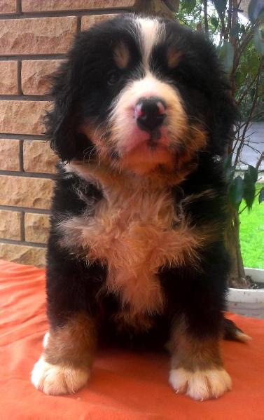 BRENDAN GLEESON Starzhy | Bernese Mountain Dog 