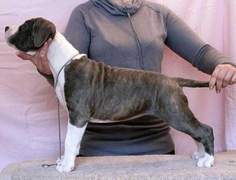 Angel Eyes Endless Shine | American Staffordshire Terrier 