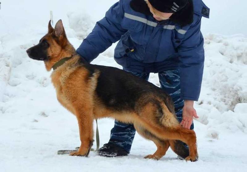 Antenor Hof Lakosta | German Shepherd Dog 