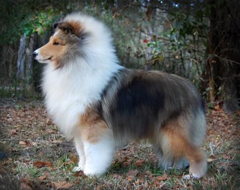 Jesstar Estancia | Shetland Sheepdog 